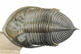 Zlichovaspis Trilobite With Two, Large Crotalocephalina - Exceptional! #198136-13